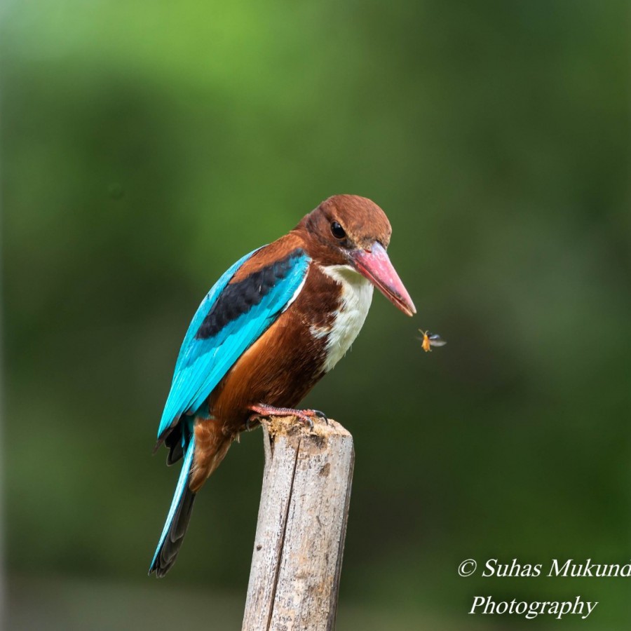 Everybody has Talent brings out the best