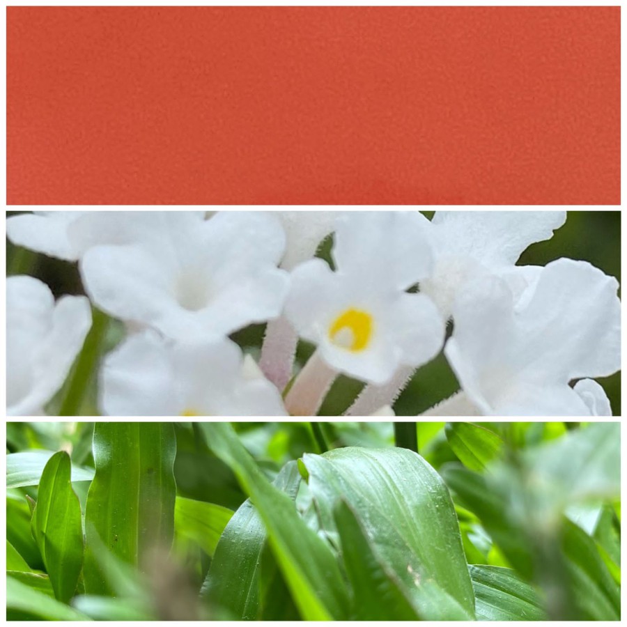 Tricolor themed photography contest